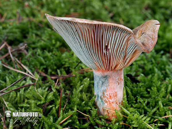 rýdzik hrdzavohnedý (Lactarius quieticolor)