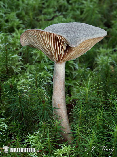 rýdzik kokosový (Lactarius mammosus)