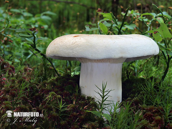 rýdzik korenistý (Lactarius piperatus)