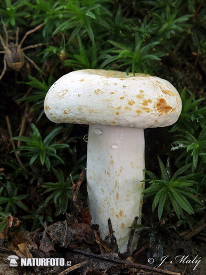 rýdzik korenistý (Lactarius piperatus)