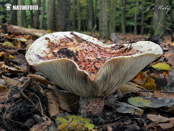 rýdzik osikový (Lactarius controversus)