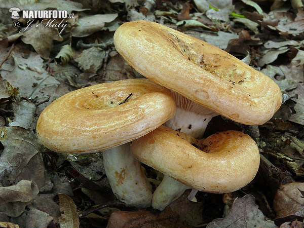 rýdzik pásikavý (Lactarius zonarius)