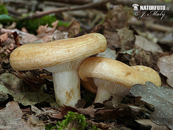 rýdzik pásikavý (Lactarius zonarius)