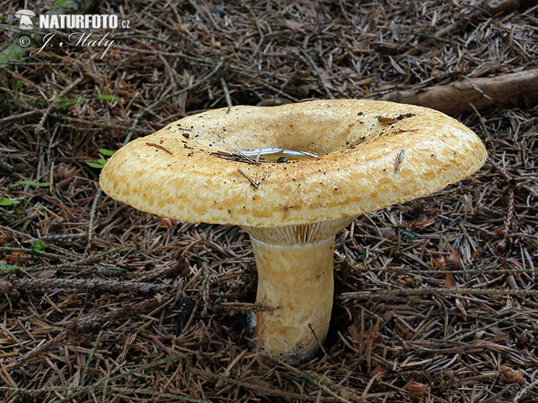 rýdzik rapavý (Lactarius scrobiculatus)