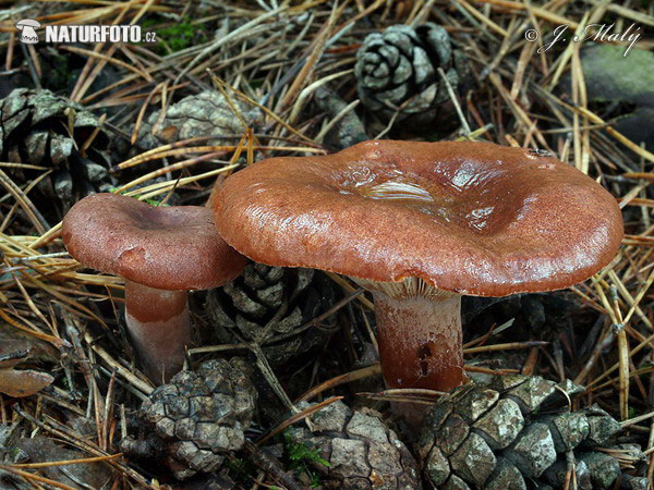 rýdzik ryšavý (Lactarius rufus)