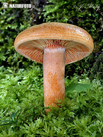 rýdzik smrekový (Lactarius deterrimus)