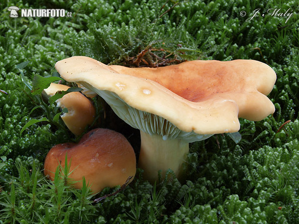 rýdzik surovičkový (Lactarius volemus)