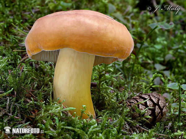 rýdzik surovičkový (Lactarius volemus)