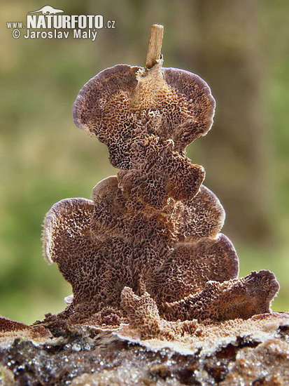 ryhovec hnedofialový (Trichaptum abietinum)
