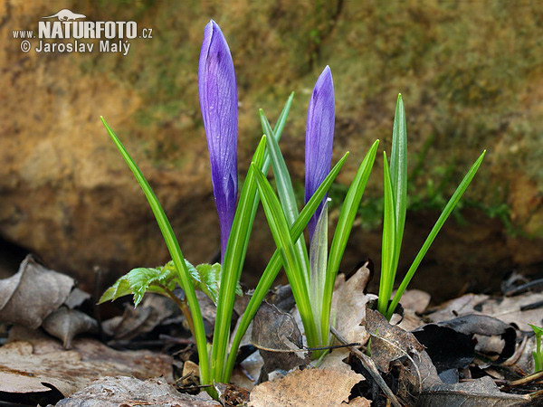 Šafrán karpatský (Crocus heuffelianus)