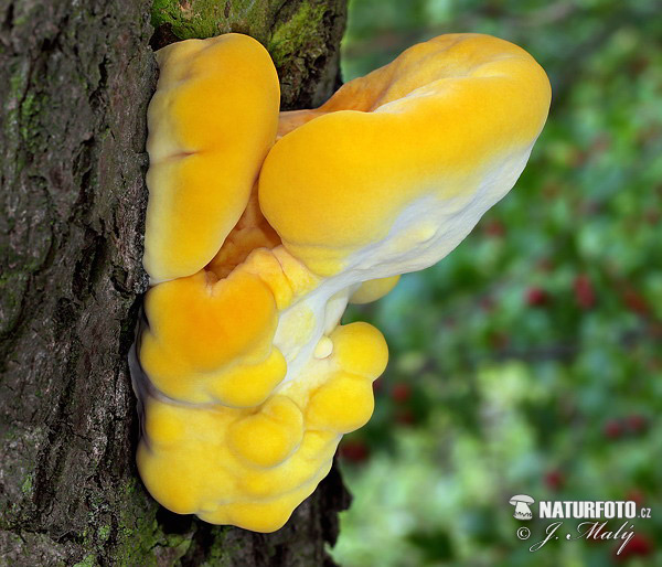 sírovec obyčajný (Laetiporus sulphureus)