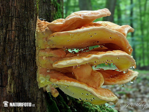 sírovec obyčajný (Laetiporus sulphureus)