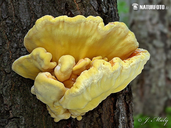 sírovec obyčajný (Laetiporus sulphureus)