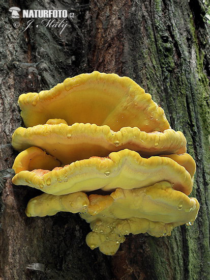 sírovec obyčajný (Laetiporus sulphureus)