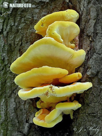 sírovec obyčajný (Laetiporus sulphureus)