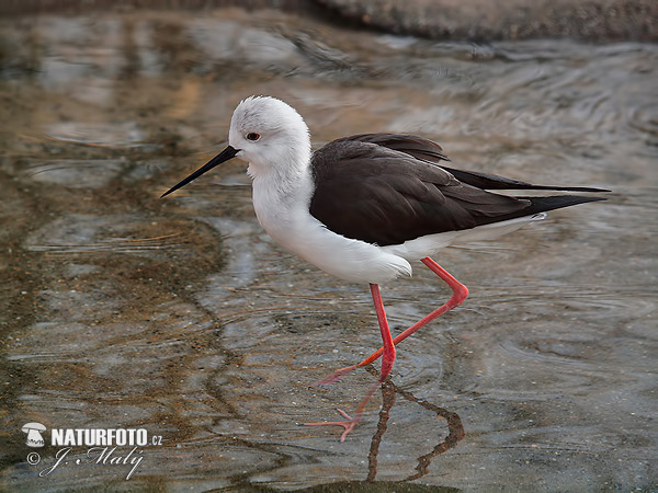 Šišila bocianovitá (Himantopus himantopus)