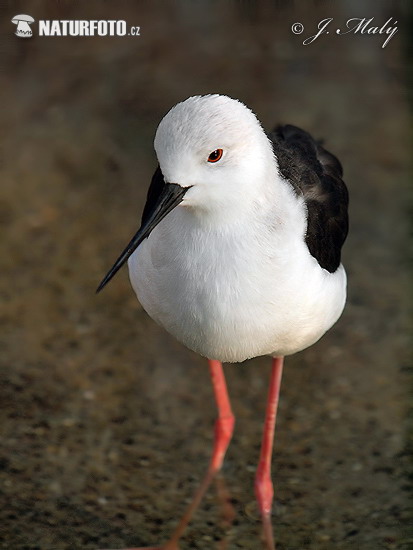 Šišila bocianovitá (Himantopus himantopus)