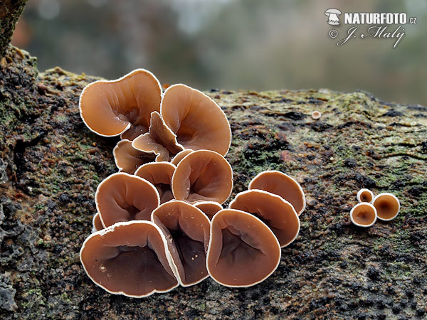 škľabka plstnatá (Schizophyllum amplum)