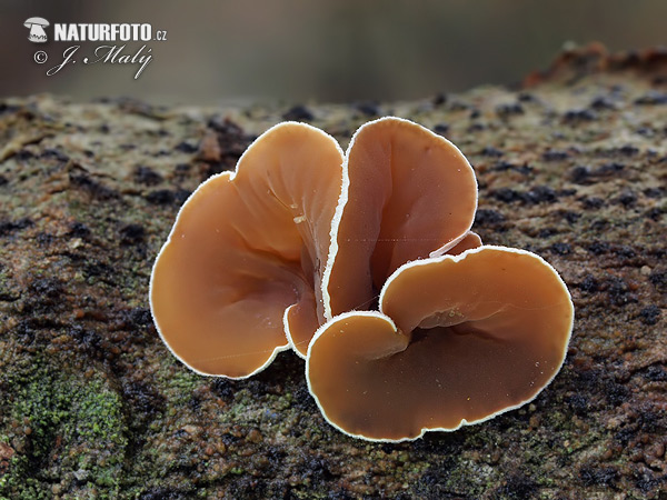 škľabka plstnatá (Schizophyllum amplum)