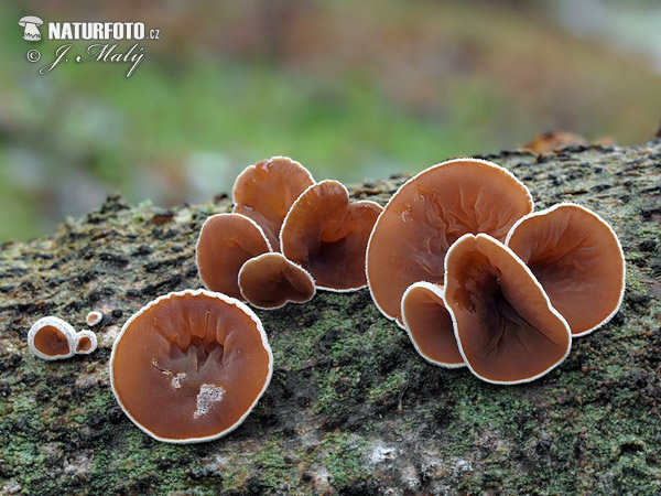 škľabka plstnatá (Schizophyllum amplum)