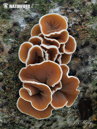 škľabka plstnatá (Schizophyllum amplum)