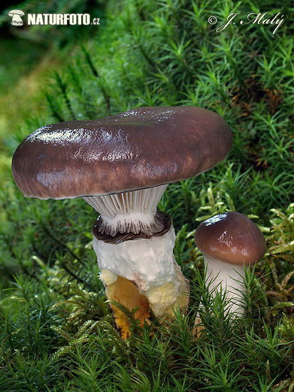 sliziak mazľavý (Gomphidius glutinosus)