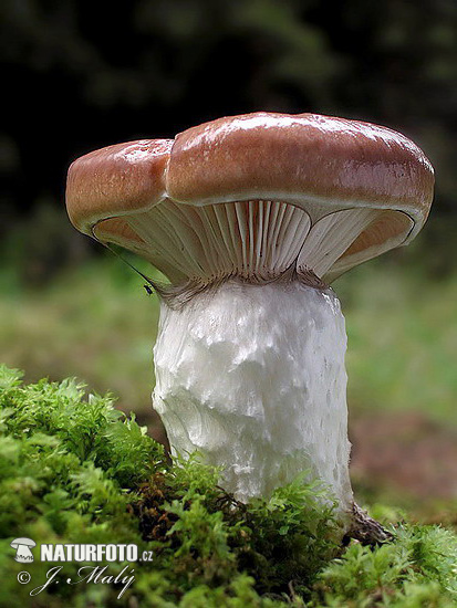 sliziak mazľavý (Gomphidius glutinosus)