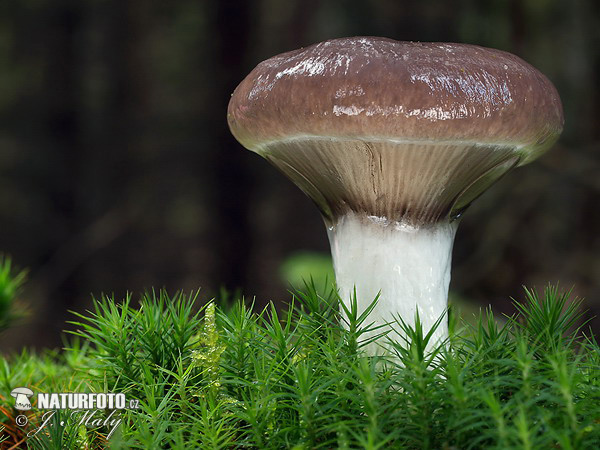 sliziak mazľavý (Gomphidius glutinosus)