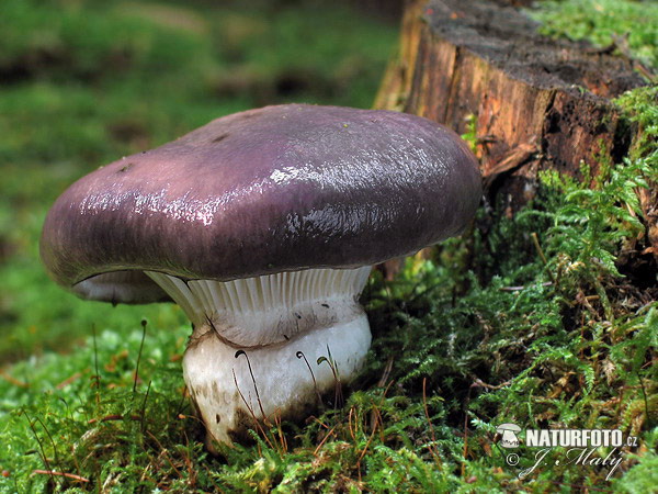 sliziak mazľavý (Gomphidius glutinosus)