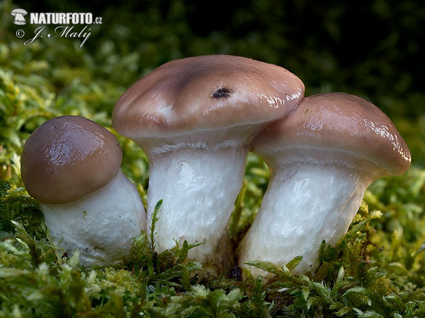 sliziak mazľavý (Gomphidius glutinosus)