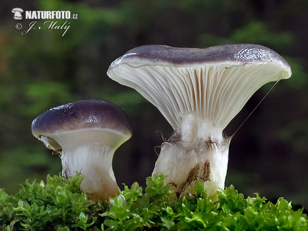 sliziak mazľavý (Gomphidius glutinosus)