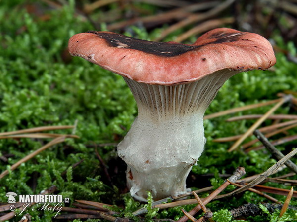 sliziak ružový (Gomphidius roseus)
