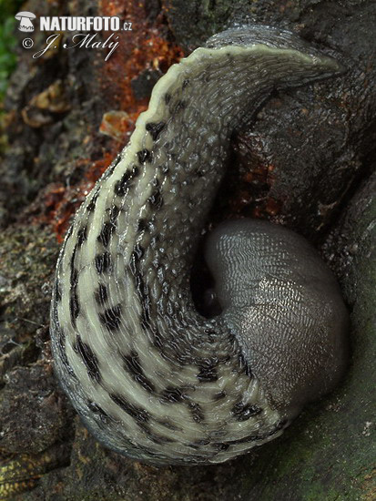 Slizniak pásavý (Limax cinereoniger)