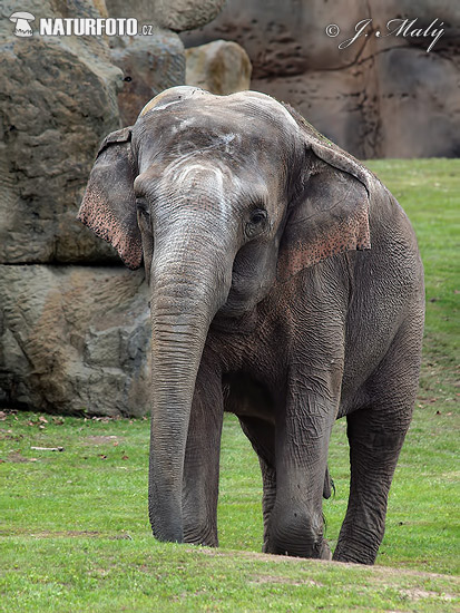 Slon ázijský (Elephas maximus)