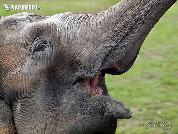 Slon ázijský (Elephas maximus)