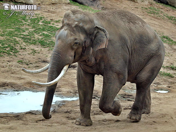 Slon ázijský (Elephas maximus)