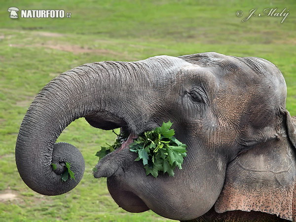 Slon ázijský (Elephas maximus)