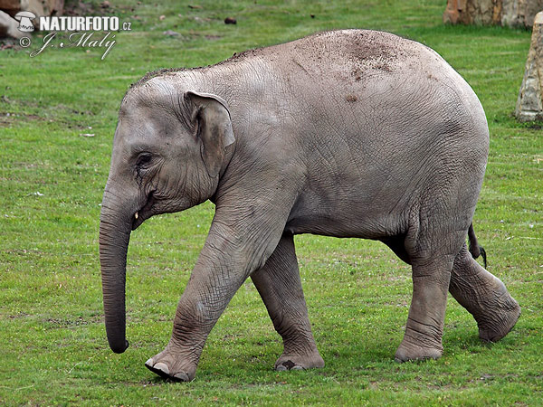 Slon ázijský (Elephas maximus)