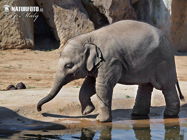 Slon ázijský (Elephas maximus)