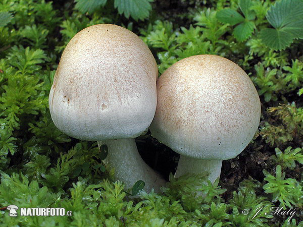 slzivka obyčajná (Hebeloma crustuliniforme)