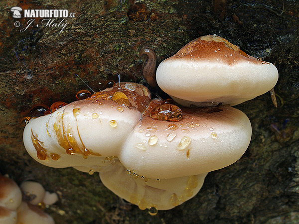 smolokôrovka buková (Ischnoderma resinosum)