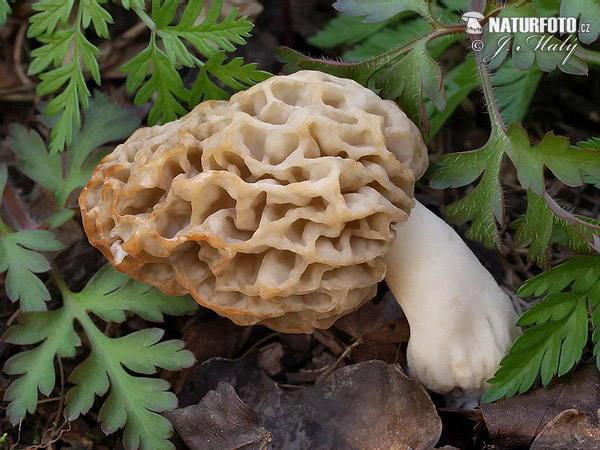 smrčok jedlý (Morchella esculenta)