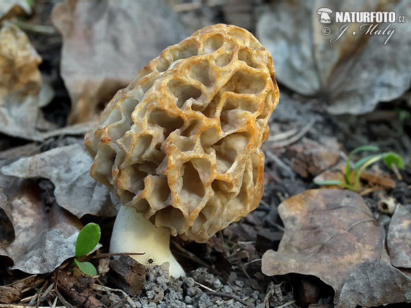 smrčok jedlý (Morchella esculenta)