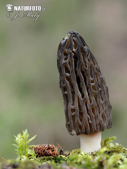 smrčok kužeľovitý (Morchella conica)