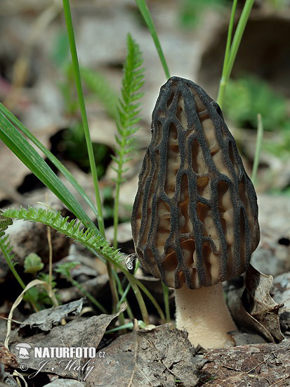 smrčok kužeľovitý (Morchella conica)