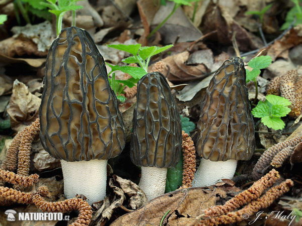 smrčok kužeľovitý (Morchella conica)