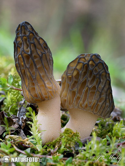 smrčok kužeľovitý (Morchella conica)