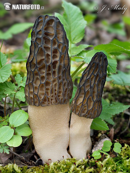 smrčok kužeľovitý (Morchella conica)