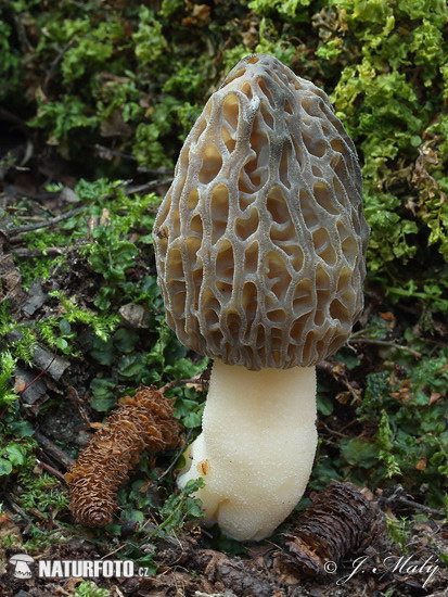 smrčok kužeľovitý (Morchella conica)