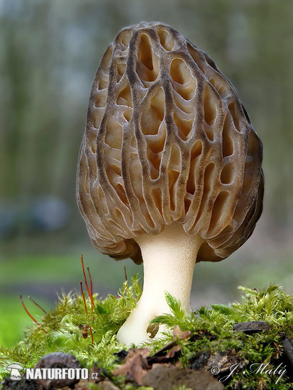 smrčok kužeľovitý (Morchella conica)